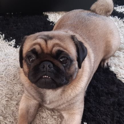 dosadanko's profile picture. Ariljac na privremenom i prinudnom radu u Beogradu