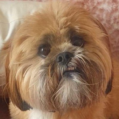 @RokerReport contributor, occasional talking head on all things Sunderland on most media outlets. Golden Glove Winner.
