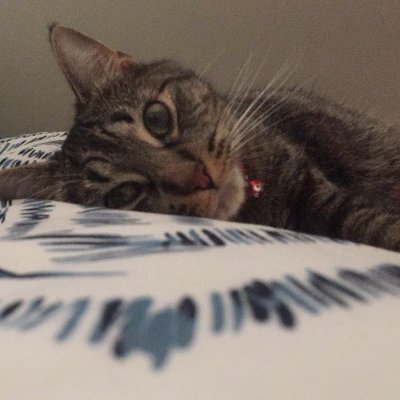 k_wigg5's profile picture. EA for the WRDSB | disability, equity, justice advocate | she/her | all views are my own