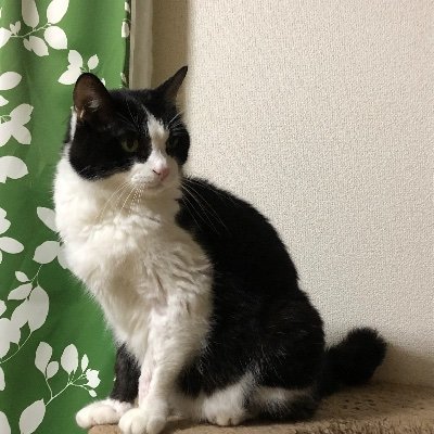 tDRDEcJot5vPaYR's profile picture. 2004年に保護した華🐈‍⬛(１９歳) ハチワレは世界を救う協会 No.118 🌈2023.4.18永眠。 🐈‍⬛はつね2歳2023.11.18〜2024.1.6に譲渡。ハチワレは世界を救う協会No.125 🐈あかね4歳 No.126 2024.5.18譲渡 写真はまだ華です。