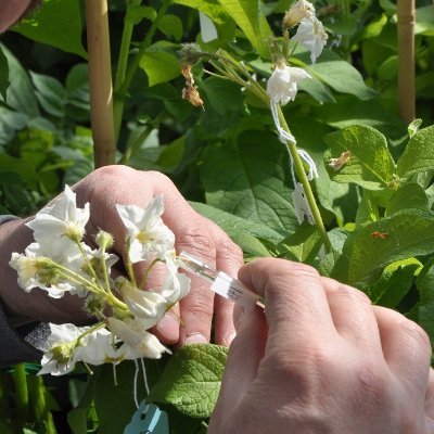 🥔We are a community of researchers and educators committed to the advancement of the potato industry. 🥔
https://t.co/KTfEykBzeV