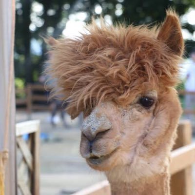 0406Nbrn's profile picture. スイスにいきたい