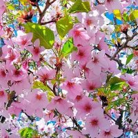 Warwar Htay (@htaywarwar) 's Twitter Profile