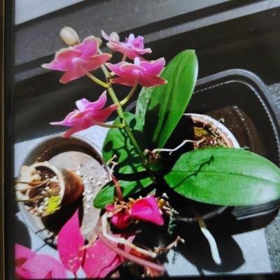 Boogie34312401's profile picture. 