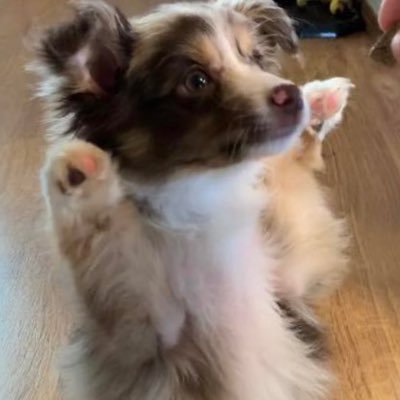 I’m a 12 week old Mini Aussie full of lots of energy and bundles of love! 🐶 💕