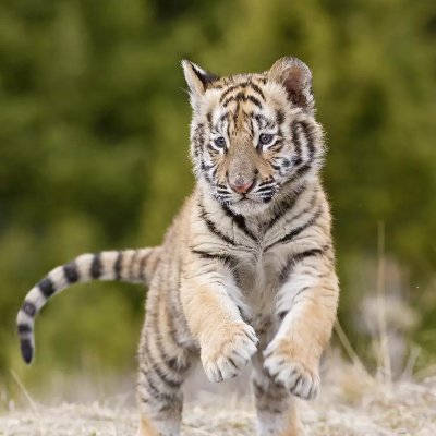 ssmaan_java's profile picture. Hindi, hidu, hindustan