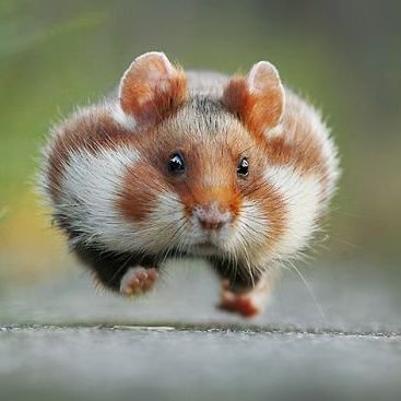 Bob_Martin_I's profile picture. People constantly disappoint, animals constantly surprise. Very sweary. Refuse to pay a TV licence. Finished reading? Good, now piss off.