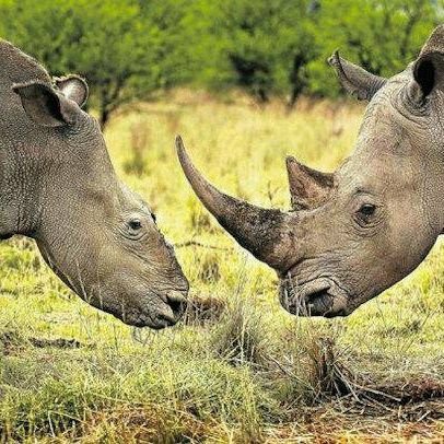 ron_rmac's profile picture. Esse Quam Videri