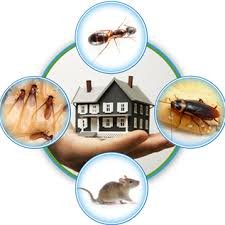 شركة مكافحة حشرات بالرياض استخدام كثير من أنواع المبيدات الحشرية التي يتم حقنها ورشها وبذلك تضمن نتائج مذهلة تخلصنا من وجود الحشرات شركة رش مبيدات