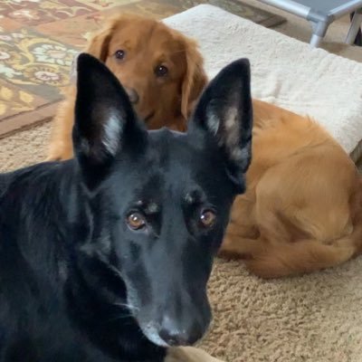 Mom, 2 cats, Corgi, GS, GR, Protector of kids, animals, nature. if my dogs don’t trust you, neither do I. Loathe Trump. Opinions mine. NO DMs.