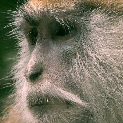 Macie_UK's profile picture. Dull, simple, fat old misanthropist. Parma violets & lemon curd fan. Head wobbly, soul uncleansed, toes like a flatted fifth. Mostly lovely if fed sweets.