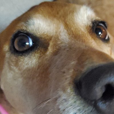 If you clicked the bio, follow and repost the dog.