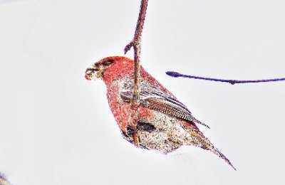 趣味は野鳥撮影　テニステレビ観賞　音楽鑑賞｛ジャズ　オールディーズ｝　　　　　　　　　　　　　　　　　　　　　　｢