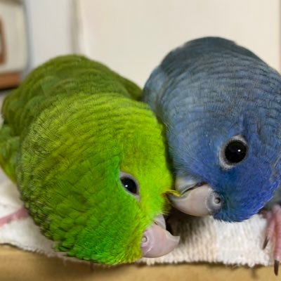 動物好きの食いしん坊😅 念願叶って2020.12サザナミインコ2羽をお迎え【サン☀️2020.11.22生 SF SLグレイウィング グリーン🦖 ♂・ニコ😊2020.11.26生 コバルト🦕♀←2022.10判明】ウチの子って恐竜みたいと毎日思う新米👵共々どうぞ宜しくお願い致します。 無言フォロー失礼します。