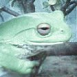蛙野さんのプロフィール画像