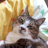 アマッチ (@o9wqomodefttbk6) 's Twitter Profile