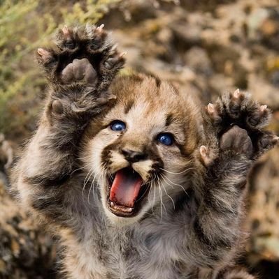 🔴阪神タイガース🐯ꉂꉂ📣🐱　🔴コベルコ神戸スティーラーズ🏉ꉂꉂ📣😸