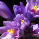 Heidi Elder - @heidilynnelder - Twitter