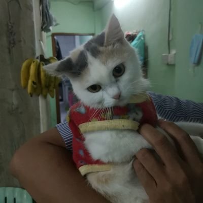 stewie877's profile picture. nothing is impossible ! try hard ! work hard !