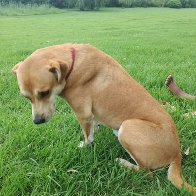 balkanmbedzi's profile picture. 