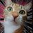 進撃の猫のアイコン