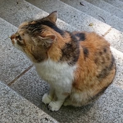 xh6_yy's profile picture. 同じ誕生日の有名人 バルトーク
アレサ・フランクリン
エルトン・ジョン
嘉門タツオ
ザビ画伯母
ディープインパクト（←馬）

子供の頃勝手に夢見た未来は輝いてた。
でも現実は違った。
最近の日本より数十年前の日本の方がはるかに美しい。