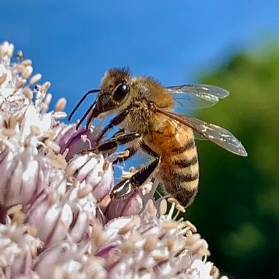 Vege Lab かわいいみつばち Beesloveflowers Macro Perfections Beelovingplants Instabees Beeonflower Macronature Beelovers Beelover Macroworld Visionarybee Visionarybeekeeping 蜜蜂 T Co Iunkhgpuza