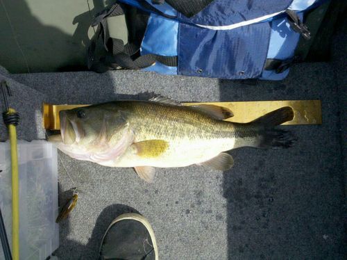 lttlkd's profile picture. 