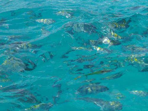 Tamigio's profile picture. 