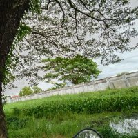 Thae Ak (@ak_thae) 's Twitter Profile