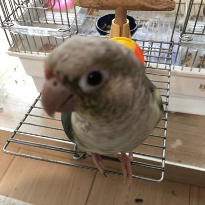 かとーけーすけ