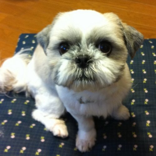 Kasai North America, Inc Employee Shogo Nakashita's profile photo