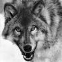 LOBO Profile