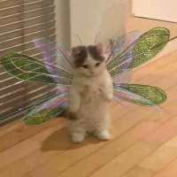 Mallrat (@lilmallrat) 's Twitter Profile Photo Mallrat (@lilmallrat) 's Twitter Profile Photo