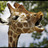 ninniku_mashi2's profile image