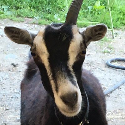 gilgoat's profile picture. 👩‍🌾🐐🚜