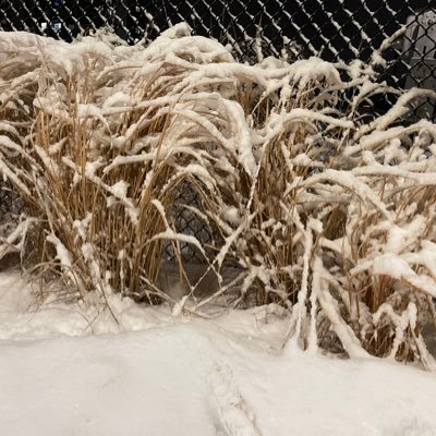 doremonvirks's profile picture. 