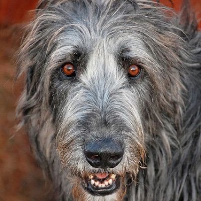 Wolfhound171 Profile Picture