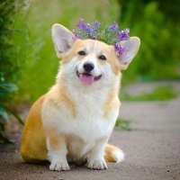 corgilover.club (@corgilover902) 's Twitter Profile