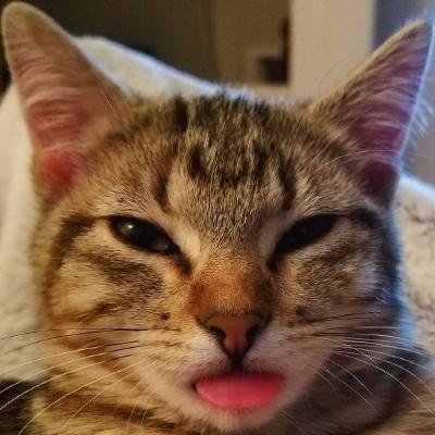 Husband | Father | Principal Pentester & Red Teamer | OSCP | BSCP | eWPT | Sec+ | I am not a cat