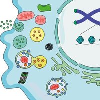 Simon Lab (@aksimonlab) 's Twitter Profile