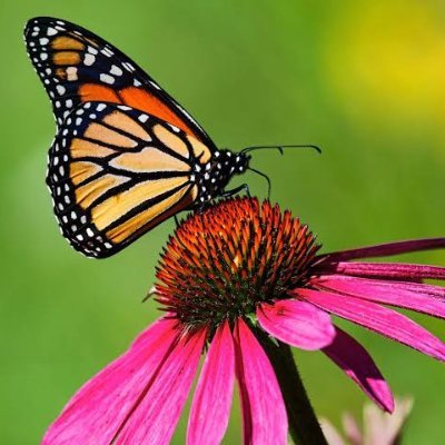 MuneneMunoru's profile picture. Africa Is Still