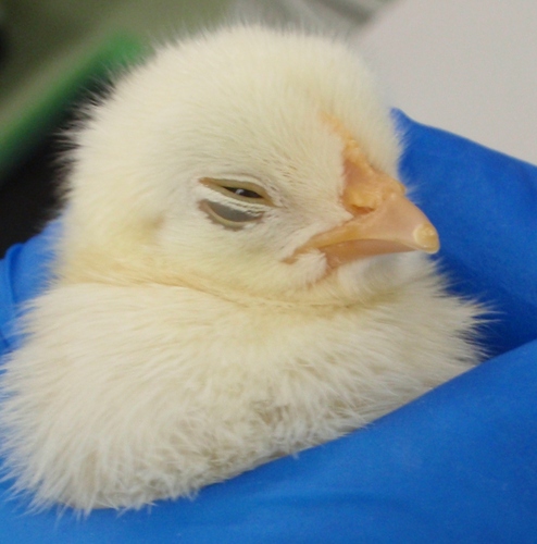 junky_DB16's profile picture. 一応DVM。テニュアトラックと言う名の地獄を生き抜く自称若手PI。2023独立。ポスドクいつでも募集中！！Assist Prof at UTMB, Department of Pathology　中身は陽気な関西のおじさん