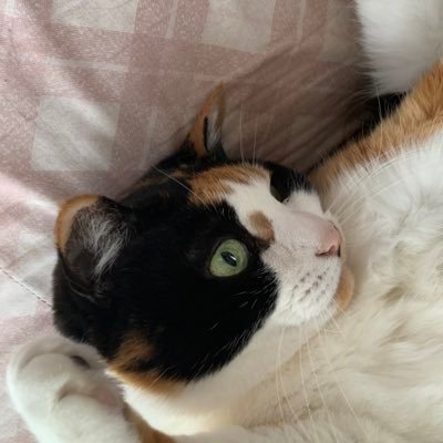 natigaku's profile picture. 