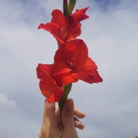 Akari Soe (@akarisoe22) 's Twitter Profile