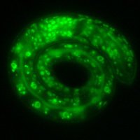 Riedel Lab (@labriedel) 's Twitter Profile