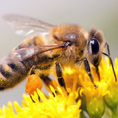 BetaTec bees focuses on 🐝 bee health and providing beekeepers with effective, natural, and safe Varroa mite control. #bees #beekeeping #beekeepers #varroa