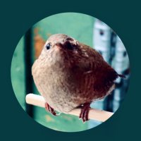 👁Eagle eyes👁 (@skarve) 's Twitter Profile