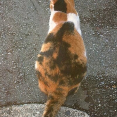 ひょろ 鼻ピアスの白い糸 Twnovel 鼻ピアスを開けた翌日のことだった なんとピアスの穴から白い糸 が出ていた 確か都市伝説では耳ピアスの穴から出た白い糸を引っ張ると失明してしまったはず では 鼻ピアスの場合は ええいままよ と一気に引っ張っ