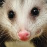 feistypossum's profile picture. gonna circle back to this later and put something good